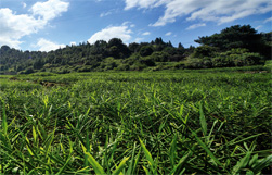 生姜基地(福建很好的红糖姜茶)